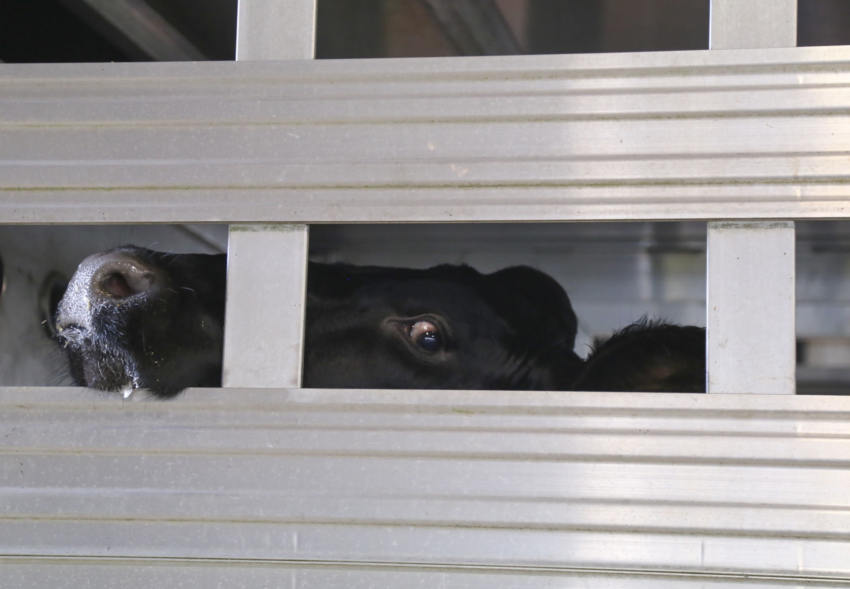 4-H livestock